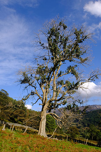 Diseased Ash Tree